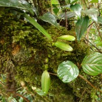 Porpax braccata (Lindl.) Schuit., Y.P.Ng & H.A.Pedersen